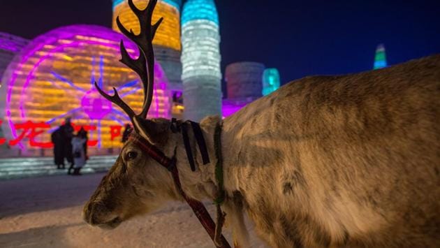 A reindeer is seen as people visit ice sculptures illuminated by coloured lights at the Harbin Ice and Snow Festival to celebrate the new year in Harbin on January 4, 2017. (NICOLAS ASFOUR / AFP)