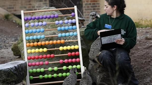 Learning the abacus: Zoo keeper Veronica Heldt poses with meerkats during the annual stocktake at London Zoo in London, Britain. (REUTERS/Stefan Wermuth) Learning the abacus: Zoo keeper Veronica Heldt poses with meerkats during the annual stocktake at London Zoo in London, Britain. (REUTERS/Stefan Wermuth)