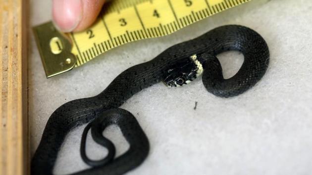 Growing up: A young ring snake is measured during the annual inventory at the zoo in Duisburg, western Germany. (AFP PHOTO / dpa / Roland Weihrauch ) Growing up: A young ring snake is measured during the annual inventory at the zoo in Duisburg, western Germany. (AFP PHOTO / dpa / Roland Weihrauch )