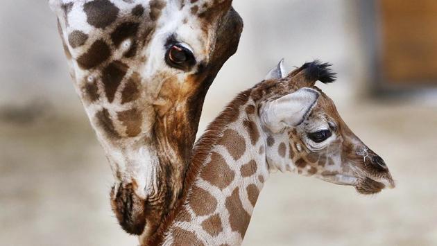 Some tender lovin’: Three-day-old baby giraffe Kimara is nuzzled by its mother Katharina, on its first day out at the Opel zoo in Kronberg near Frankfurt, Germany. (AP Photo/Michael Probst) Some tender lovin’: Three-day-old baby giraffe Kimara is nuzzled by its mother Katharina, on its first day out at the Opel zoo in Kronberg near Frankfurt, Germany. (AP Photo/Michael Probst)
