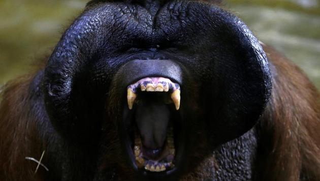 Sleepy: Bornean orangutan Nunak yawns in his enclosure at a zoo in Usti nad Labem, Czech Republic. (REUTERS/David W Cerny ) Sleepy: Bornean orangutan Nunak yawns in his enclosure at a zoo in Usti nad Labem, Czech Republic. (REUTERS/David W Cerny )