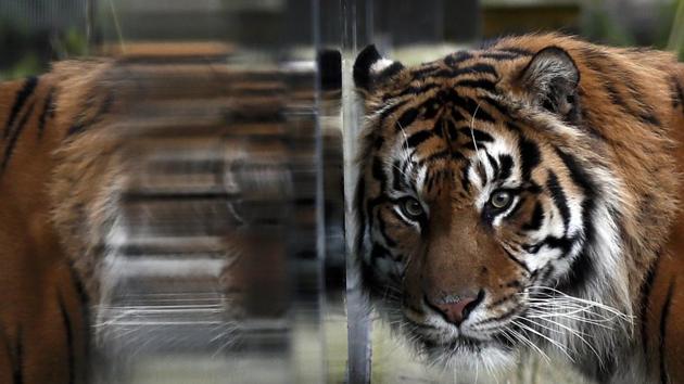 Fierce: Sumatran tiger Jae Jae is reflected in glass during the annual stocktake at London Zoo. (REUTERS/Stefan Wermuth) Fierce: Sumatran tiger Jae Jae is reflected in glass during the annual stocktake at London Zoo. (REUTERS/Stefan Wermuth)