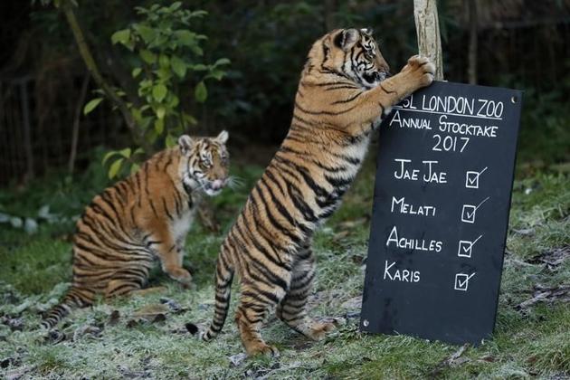 Sumatran tiger cubs play with a sign during the annual stocktake at London Zoo in London, Britain January 3, 2017. REUTERS/Stefan Wermuth (File photo) Sumatran tiger cubs play with a sign during the annual stocktake at London Zoo in London, Britain January 3, 2017. REUTERS/Stefan Wermuth (File photo)