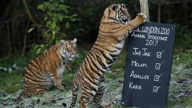 Playful: Sumatran tiger cubs play with a sign during the annual stocktake at London Zoo in London, Britain. (REUTERS/Stefan Wermuth) Playful: Sumatran tiger cubs play with a sign during the annual stocktake at London Zoo in London, Britain. (REUTERS/Stefan Wermuth)