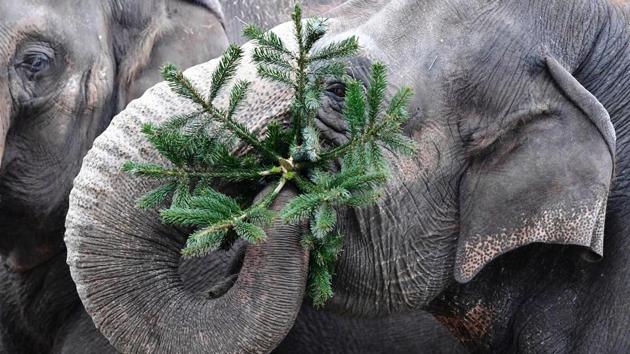 In the festive spirit: An elephant plays with a Christmas tree at the Zoologischer Garten zoo in Berlin. (AFP PHOTO / Tobias SCHWARZ) In the festive spirit: An elephant plays with a Christmas tree at the Zoologischer Garten zoo in Berlin. (AFP PHOTO / Tobias SCHWARZ)