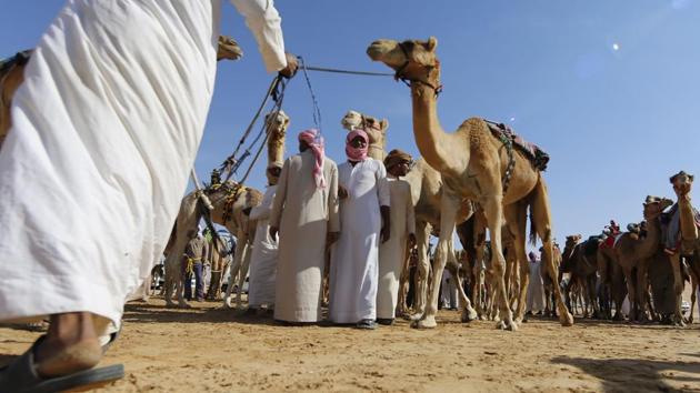 Participants prepare their camels before the race. (Karim Sahib/AFP) Participants prepare their camels before the race. (Karim Sahib/AFP)
