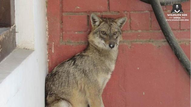 An adult female jackal was rescued from a government office in south Delhi’s Vasant Vihar on Wednesday. An adult female jackal was rescued from a government office in south Delhi’s Vasant Vihar on Wednesday.