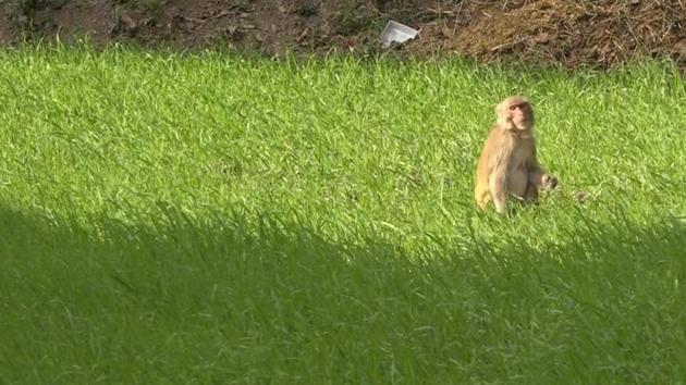 Villagers complain monkeys and wild boars frequently destroy their crops. (Anupam Trivedi/HT Photo) Villagers complain monkeys and wild boars frequently destroy their crops. (Anupam Trivedi/HT Photo)