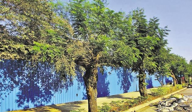 The concrete affects the development of roots and weakens the tree base, thereby compromising the anchorage of roots, while the tree does not get enough nutrients. (File photo for representation) The concrete affects the development of roots and weakens the tree base, thereby compromising the anchorage of roots, while the tree does not get enough nutrients. (File photo for representation)