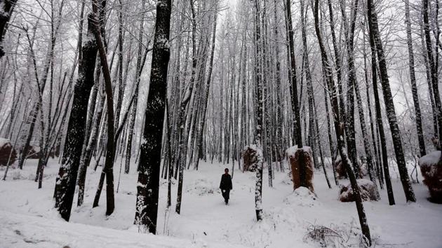 A man walks under snow-covered trees during a snowfall on a cold winter morning in Pattan, north of Srinagar, January 5, 2017. (Danish Ismail / REUTERS)