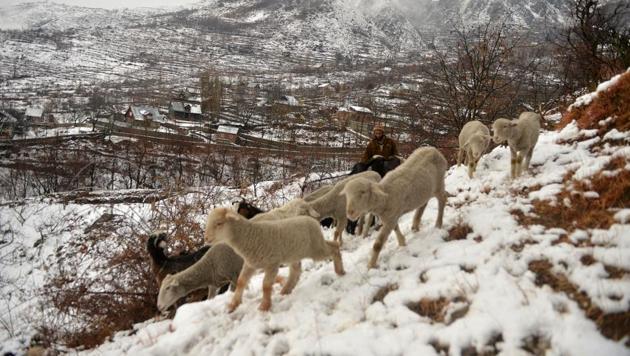 A shepherd tends to his flock after a snowfall on the outskirts of Srinagar on January 5, 2017. The sub-zero temperatures has frozen many water bodies in Kashmir and even drinking water taps have frozen at some places. (Tauseef MUSTAFA / AFP)