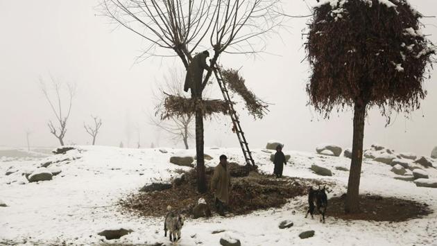 A Kashmiri shepherd throws down a bundle of dried leaves for his cattle, on the outskirts of Srinagar, Indian controlled Kashmir, Wednesday, Jan. 4, 2017. Srinagar experienced the first snowfall of the season Wednesday. (Mukhtar Khan / AP)