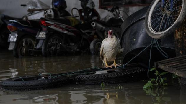A duck stands near floodwaters in Bendang Pak Yong, Malaysia's northeastern town of Tumpat, which borders with Thailand on January 6, 2017. (MOHD RASFAN / AFP) A duck stands near floodwaters in Bendang Pak Yong, Malaysia's northeastern town of Tumpat, which borders with Thailand on January 6, 2017. (MOHD RASFAN / AFP)