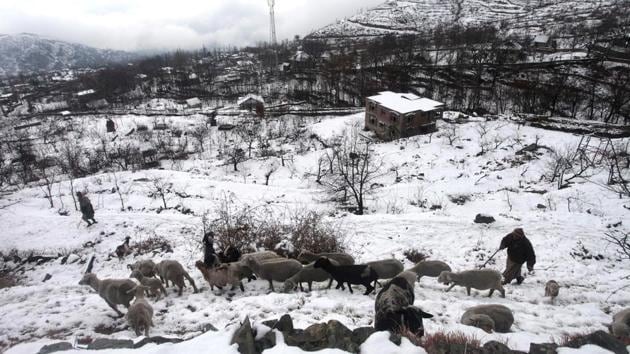 A shepherd walks with his sheep on a snow covered mountain on the outskirts of Srinagar, India on January 05, 2017. (Waseem Andrabi / HT Photo)