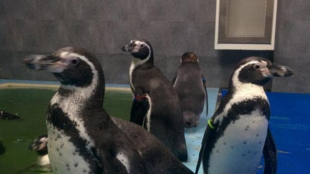 Eight Humboldt penguins were brought to Byculla Zoo from Seoul in South Korea in July.(HT File Photo)