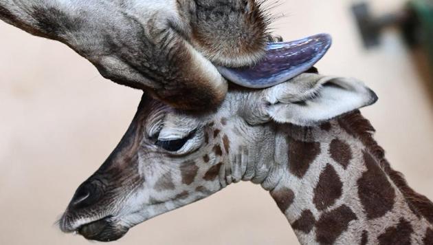 A three-day-young giraffe baby is cleaned by its mother in the 'Giraffe House' at Zoo and Botanic Garden of Budapest on January 3. (AFP)