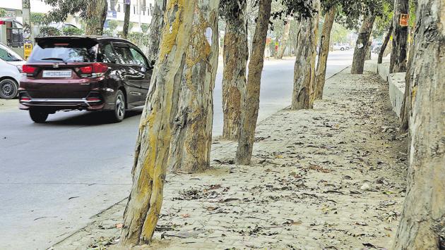 A year after the National Green Tribunal ordered the administration to remove concrete around trees along Sector 31 road, no action has been taken. According to the petitioner, concrete is piled up around 15,000 trees in(Parveen Kumar/HT Photo)