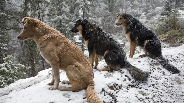 Street dogs in Dharmsala get drenched in snow.  (AP) 
