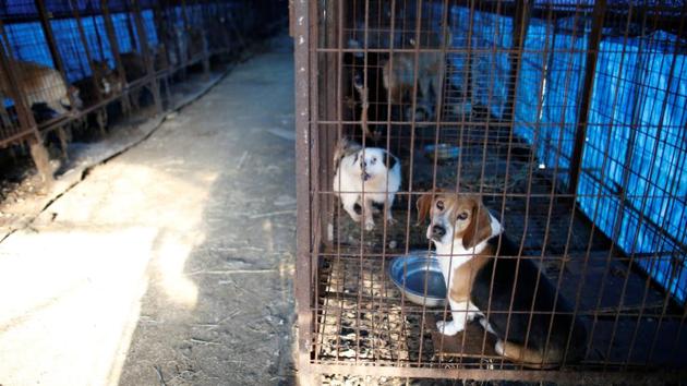 Dogs are pictured in cages at a dog meat farm in Wonju. Consumption of dog meat is on the decline in South Korea, where it is mainly eaten by older people and dogs are increasingly popular as pets. (Kim Hong-Ji / REUTERS) Dogs are pictured in cages at a dog meat farm in Wonju. Consumption of dog meat is on the decline in South Korea, where it is mainly eaten by older people and dogs are increasingly popular as pets. (Kim Hong-Ji / REUTERS)