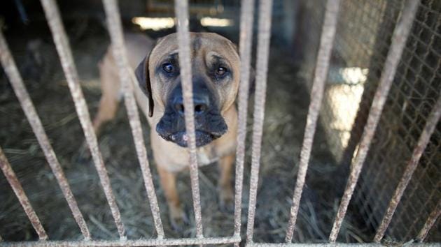 A dog is pictured in a cage at a dog meat farm in Wonju, South Korea. A dog is pictured in a cage at a dog meat farm in Wonju, South Korea.