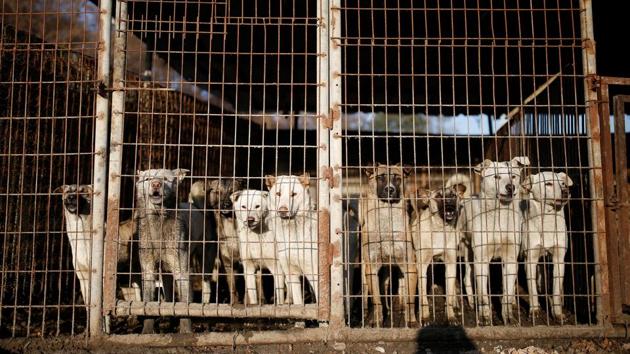 Dogs are pictured in cages at a dog meat farm in Wonju, South Korea. (Kim Hong-Ji / REUTERS) Dogs are pictured in cages at a dog meat farm in Wonju, South Korea. (Kim Hong-Ji / REUTERS)