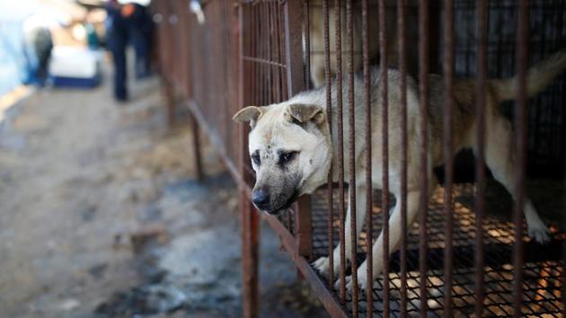 The campaign to rescue the animals was launched by Humane Society International. (REUTERS / /Kim Hong-Ji) The campaign to rescue the animals was launched by Humane Society International. (REUTERS / /Kim Hong-Ji)