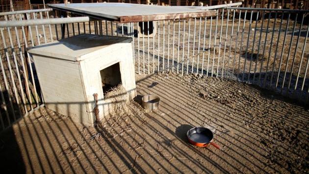An empty dog cage is seen at a dog meat farm in Wonju. Because airline flights can only carry a limited number of dogs a day, it will take a couple of weeks for HSI to rescue all 200 of the dogs at the farm. (Kim Hong-Ji / REUTERS) An empty dog cage is seen at a dog meat farm in Wonju. Because airline flights can only carry a limited number of dogs a day, it will take a couple of weeks for HSI to rescue all 200 of the dogs at the farm. (Kim Hong-Ji / REUTERS)