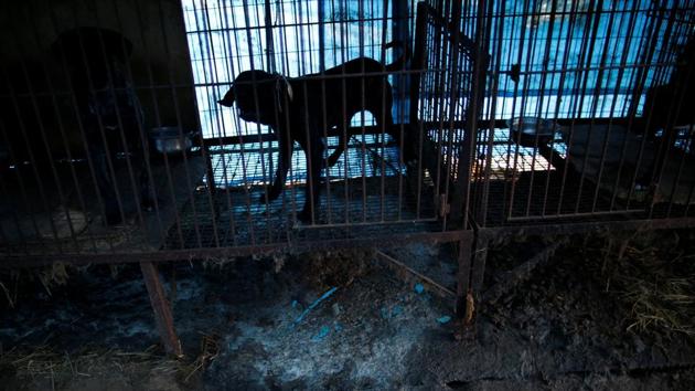 The Wonju farm is the sixth that the group has helped close down in South Korea since 2015, and follows six-months of negotiations, medical examinations and vaccinations. Hygiene here is “non-existent” with waste collecting beneath cages where dogs are exposed to extremes of weather and fed once a day, according to HSI. (Kim Hong-Ji / REUTERS) The Wonju farm is the sixth that the group has helped close down in South Korea since 2015, and follows six-months of negotiations, medical examinations and vaccinations. Hygiene here is “non-existent” with waste collecting beneath cages where dogs are exposed to extremes of weather and fed once a day, according to HSI. (Kim Hong-Ji / REUTERS)