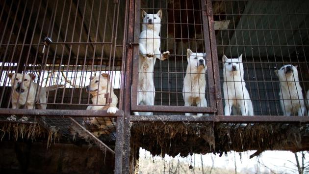 Dog waste is seen stacked under dog's cages at a dog meat farm in Wonju. Humane Society International hopes the government will ban the breeding of dogs for meat ahead of the 2018 Winter Olympics to be held in South Korea. (Kim Hong-Ji / REUTERS) Dog waste is seen stacked under dog's cages at a dog meat farm in Wonju. Humane Society International hopes the government will ban the breeding of dogs for meat ahead of the 2018 Winter Olympics to be held in South Korea. (Kim Hong-Ji / REUTERS)