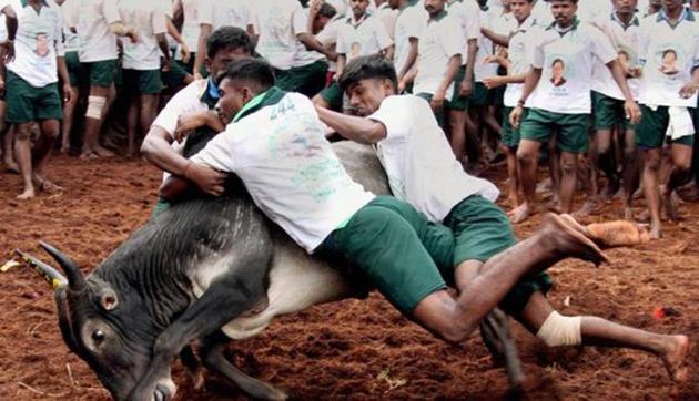 Jallikattu was banned by the Supreme Court in May, 2014.