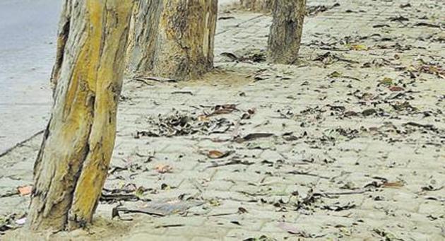 The Mumbai civic body’s apathy towards freeing trees from concrete at their base continues as a city-based non-profit organisation identified 20 trees that have been fully concretised at their base along the Aarey check naka road to Marol check naka, Aarey Colony, Goregaon (East). (HT FILE) The Mumbai civic body’s apathy towards freeing trees from concrete at their base continues as a city-based non-profit organisation identified 20 trees that have been fully concretised at their base along the Aarey check naka road to Marol check naka, Aarey Colony, Goregaon (East). (HT FILE)