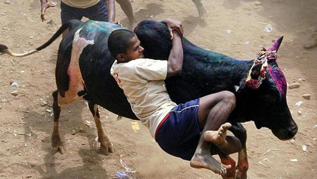 Participants crowd to tackle a bull during the annual Jallikattu, taming the bull, festival in Palemedu, about 25 kilometers (16 miles) from the temple town of Madurai. (AP) Participants crowd to tackle a bull during the annual Jallikattu, taming the bull, festival in Palemedu, about 25 kilometers (16 miles) from the temple town of Madurai. (AP)
