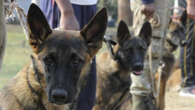 Belgian Malinois dogs being trained at Police Dog Training Centre of the 23rd Battalion of Special Armed Forces in the outskirts of Bhopal. These dogs are trained to sniff out skins and bones of tigers and leopards and track poachers and hunters. These dogs are known for their keen sense of smell, stamina for long chases and aggression.(Mujeeb Faruqui/ Hindustan Times)