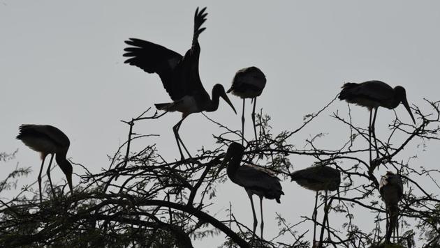 Painted Stork sit on trees above an enclosure at Delhi Zoological gardens. (Virendra Singh Gosain/HT PHOTO) Painted Stork sit on trees above an enclosure at Delhi Zoological gardens. (Virendra Singh Gosain/HT PHOTO)