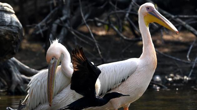 Pelicans sun themselves on a cold winter day at the Delhi Zoo. (Virendra Singh Gosain/HT PHOTO) Pelicans sun themselves on a cold winter day at the Delhi Zoo. (Virendra Singh Gosain/HT PHOTO)