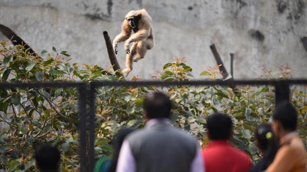 Visitors outside the monkey enclosure at the Delhi zoo. (Virendra Singh Gosain/HT PHOTO) Visitors outside the monkey enclosure at the Delhi zoo. (Virendra Singh Gosain/HT PHOTO)