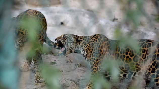 Jaguars in an enclosure react as people try and draw their attention on a busy day at the zoo. (Virendra Singh Gosain/HT PHOTO) Jaguars in an enclosure react as people try and draw their attention on a busy day at the zoo. (Virendra Singh Gosain/HT PHOTO)