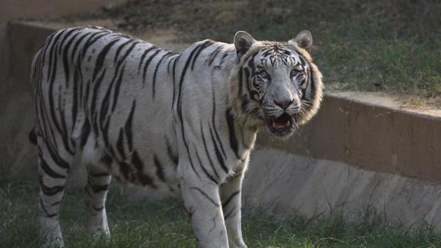 A White Tiger inside its enclosure looks at visitors in the zoo. (Virendra Singh Gosain/HT PHOTO) A White Tiger inside its enclosure looks at visitors in the zoo. (Virendra Singh Gosain/HT PHOTO)