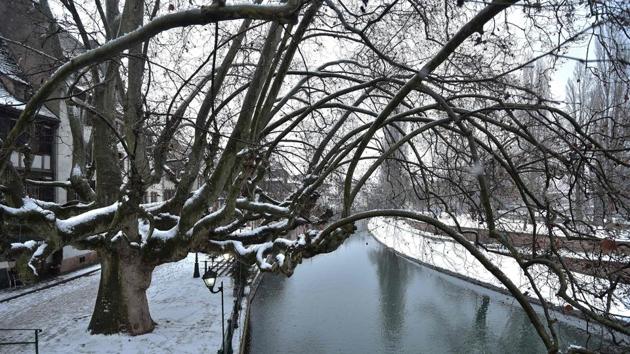 A tree is covered with snow in Strasbourg, eastern France, on January 10, as a cold wave hits most parts of Europe.(AFP Photo)