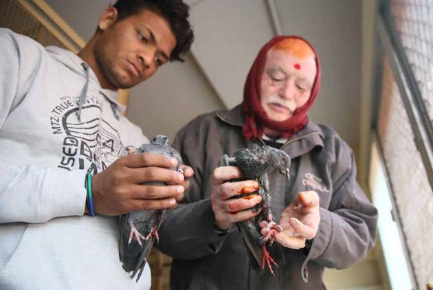 Workers tend to pigeons injured by glass-coated manjha at Bird Hospital in Johri Bazaar of Jaipur.(Himanshu Vyas/HT PHOTO.)