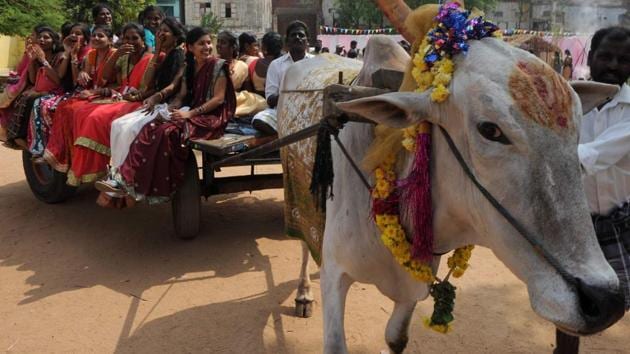 Pongal celebrations begin | Hindustan Times