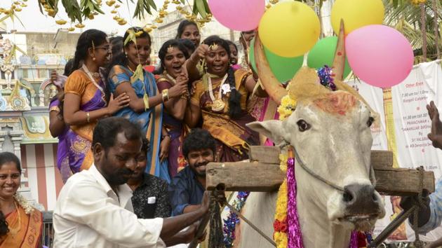 Students, dressed in dhoti and sarees, of Sri Kanyakaparameswari College celebrate Pongal, the harvest festival. (V Srinivasulu / HT photo)