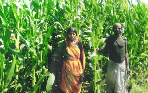 The department is planning to encourage more farmers to sow maize during the rabi season as the yield, during this time of the year, was found to be better than the kharif season.(HT FILE.)