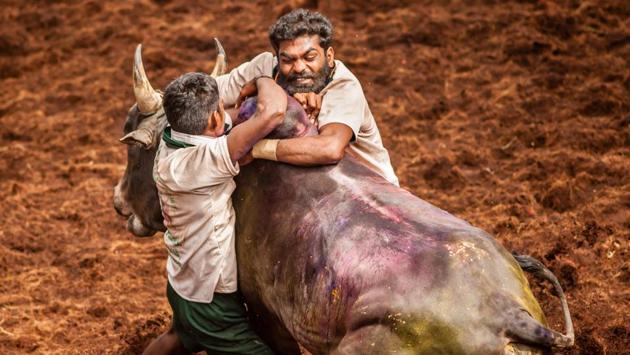 Jallikattu has been known to be practised during the Tamil classical period (400-100 BC). (Shutterstock)