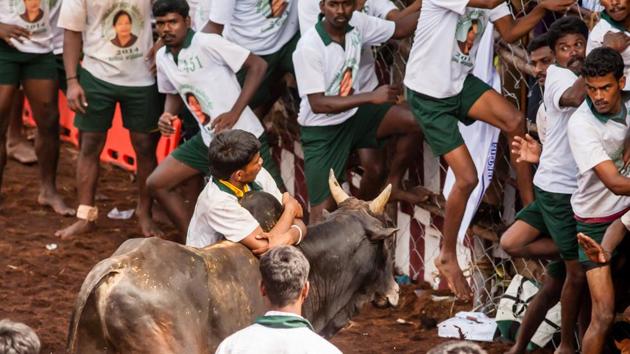 In, 2014 the sport was outlawed by the Supreme Court following objections from animal rights activists who say it is cruel. The court upheld the ban in January. (Shutterstock)
