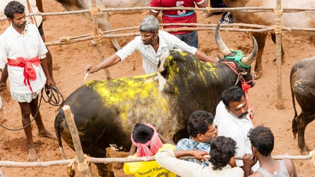 The apex court said while the draft of the judgment has been prepared, it is not possible to deliver a verdict before Saturday when Pongal is set to be celebrated in Tamil Nadu. (Shutterstock)