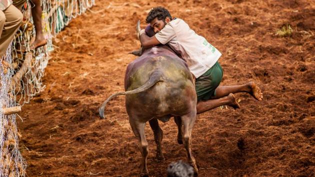 Jallikattu has been practised for thousands of years - unlike in Spain, the bull is not killed and the object is to pluck bundles of money or gold tied to the animal’s sharpened horns. (ShutterStock)