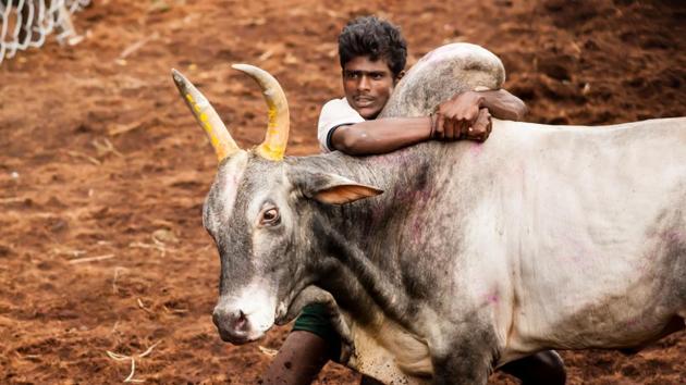 Competitors taking part in the bull taming sport of Jallikattu on January 16, 2014 in Alanganallur, Tamil Nadu, India. (Shutterstock)