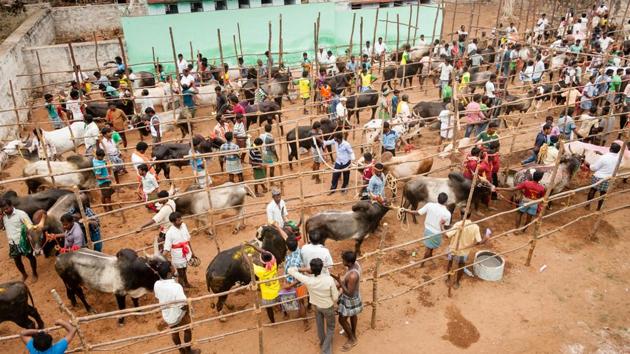 Jallikattu is an event of hugging or embracing the bull and it is held in Indian state Tamil Nadu as a part of Pongal celebrations. (Shutterstock)