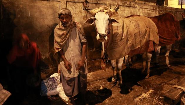 HOLY COW: A man who lives in a small hut on a footpath in Motia Khan. He covers his cows with gunny sacks to protect them from the cold. (AMAL KS/HT PHOTO) 